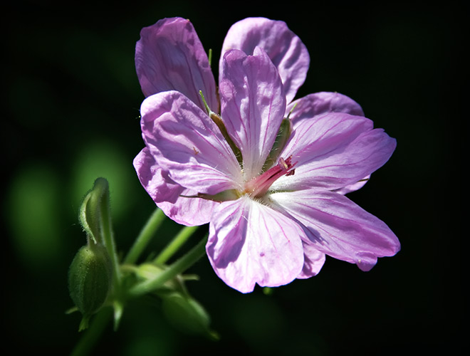 sticky geranium